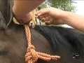 Preparación de los caballos para un día de feria