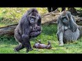 How Mountain Gorilla Giving Birth In The Zoo