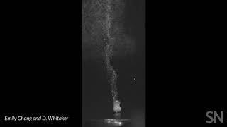 Watch sphagnum moss in action | Science News