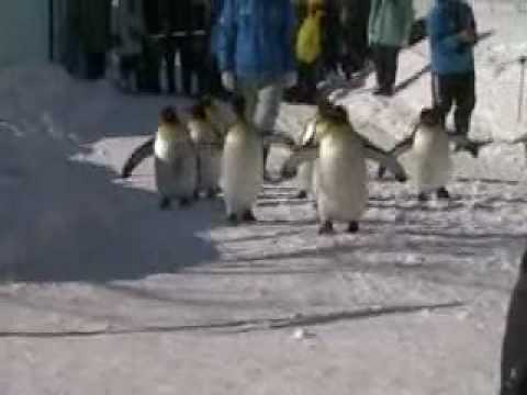 旭山動物園　ペンギンの行進