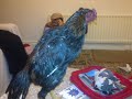 Asil (chicken)