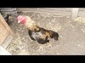 Asil (chicken)