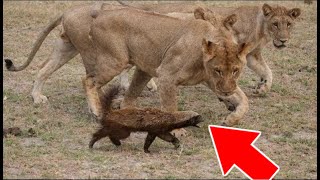 Voici Lanimal Que Même Les Lions Craignent Lama Faché