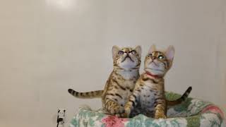 Flerkin An Red Collar Kitty