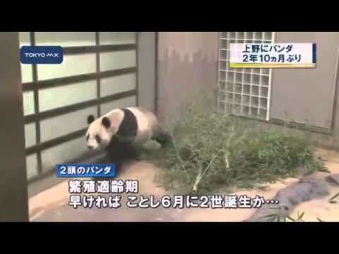 上野動物園　パンダがついにやって来た！