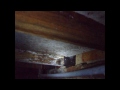 woodworm