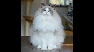 Cute Pets And Funny Animals Compilation #59 - Funny Clips