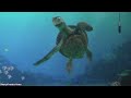 Turtle Talk with Crush (Full Show) at Disney California Adventure