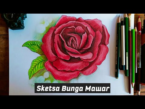 Sketsa Bunga Mawar
