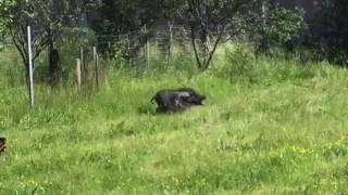 Jagd Terrier Au Ferme Sur Cochon