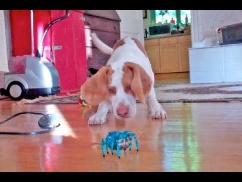 動くおもちゃに対して激しい動きで錯乱する犬
