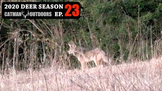 Coyote, Bobcat, and a Buck I've Never Seen Before - 2020 Deer Season Ep 23
