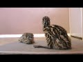 Funny video - Newborn Emu chicks learn how to walk sooooo cute