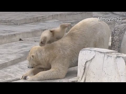 ララ滑り台~Polar Bear mother slide