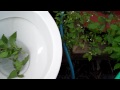 2150: My 1999 Cisa Toilet Flushing a Plant