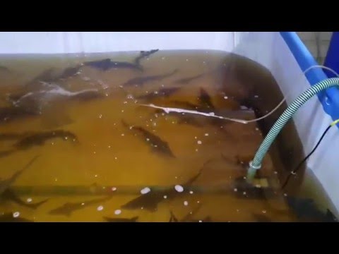видео как выращивать стерлядь видео как выращивать стерлядь