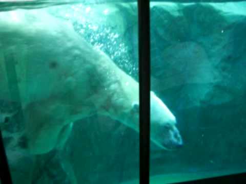 旭川旭山動物園北極熊游泳