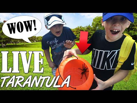 Giant Tarantula in our Halloween Bucket!