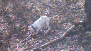 White Widow The Staffordshire Bullterrier.