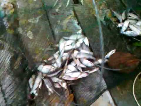 ловля рыбы на морду весной ловля рыбы на морду весной