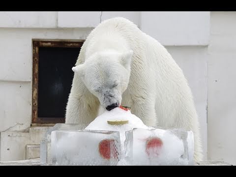 ホッキョクグマに氷のプレゼント（2011） 1~Present the ice for Polar Bear