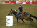 Barb Horse Breed Characteristics | RM. Barb Horse Breed Characteristics | RM.