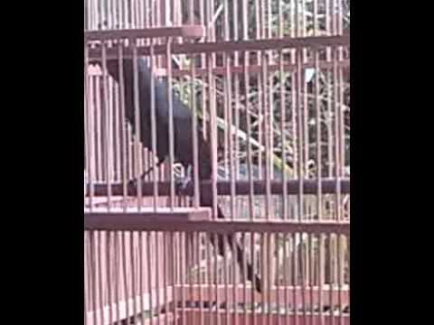 VIDEO : burung muray irian -papua - muraymurayirianhidup di pohon tertinggi sewaktu-waktu turun ke tanah untuk mandi makanan kesukaan serangga-jangkrik ulat,ada ...