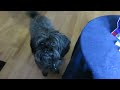 Milo tries Alpo Wholesome Biscuits #AlpoDogBiscuit