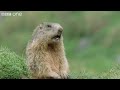 Funny Talking Animals - Walk On The Wild Side Preview - BBC One