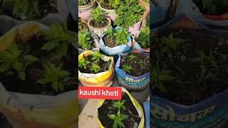 Kheti Tiktok Muser Kethi