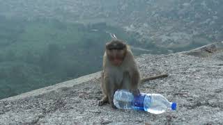 Обезьяна с бутылкой/Monkey with a bottle