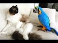 Funny Parrots Annoying Cats Compilation || NEW HD