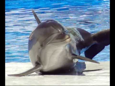 Dolphin show. Севастопольский дельфинарий