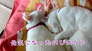 元気になったのび太クン 2019.4.20