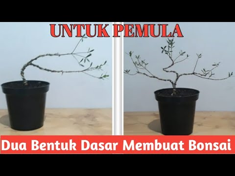 Bentuk Dasar Bonsai untuk Pemula dari bahan Boxus