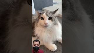 Cc Milkybokitan6437 Funny