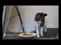 Funny Cats part 6