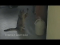 Funny Cats part 6 klip izle