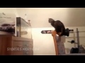 Funny Cats part 6 klip izle