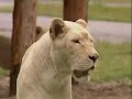 White lion cubs shown off for the first time