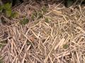 掛川茶畑ツアー 飛鳥の茶園1 ／掛川一風堂