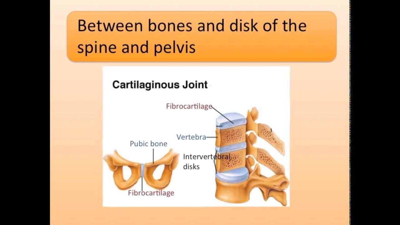 Three Types of Joints Song - YouTube
