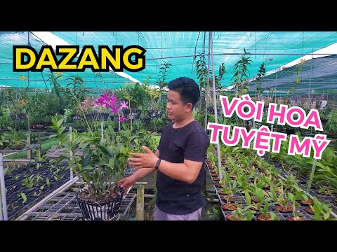 VÌ SAO PHẢI NÊN SƯU TẦM DENDRO NẮNG XƯA DAZANG ???| #HOALANDUYPHONG