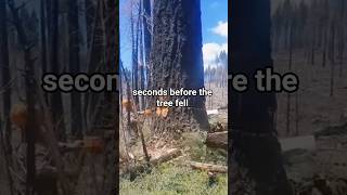 The Fall Of A Giant Tree