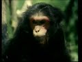 Tarzan X Shame Of Jane Part 2 images Tarzan X Shame Of Jane Part 2