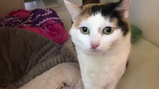 Lise A Beautiful Cat Take 2