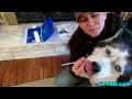 DOG DNA TEST | OAKLEY Siberian Husky? Malamute? or Mix?