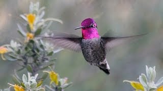 Watch Caterwaul Hummingbird Whir video