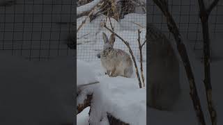 Суровый Толарус В Суровый Снегопад #Домзайца #Bunny #Hare #Cute #Wild #Angry