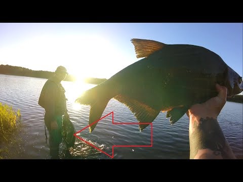 очень крупный лещ видео очень крупный лещ видео